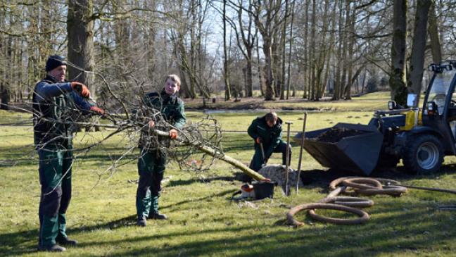 Drei große Bäume für Evenburg-Park