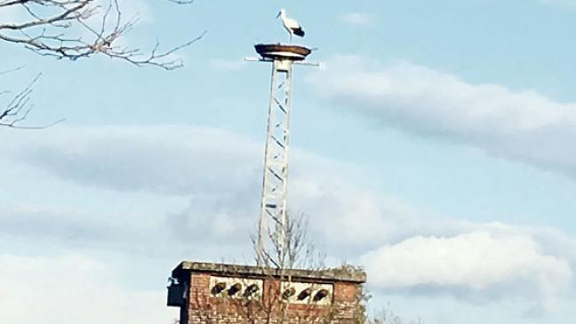 Storch steuert  Jemgumer Nest an