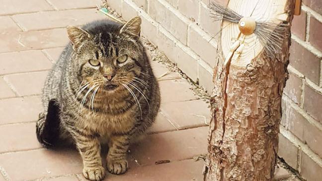 »Maybe« und »Bob« suchen ein Zuhause