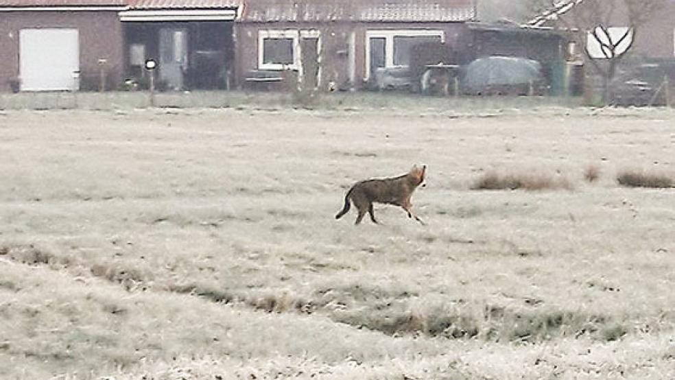 Ein Wolf wurde gestern an der Bundesstraße 436 bei Bingum gesichtet. © Foto: Janine Tuin