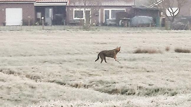 Wieder ein Wolf gesichtet