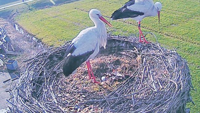 Hoffnung auf Nachwuchs: Eier im Storchennest