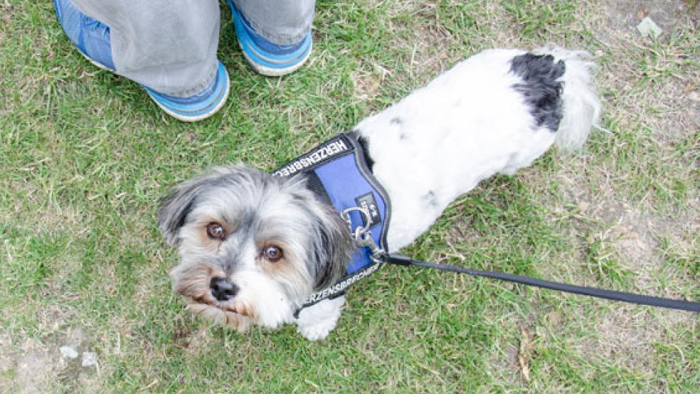 Ob Groß oder Klein: Hunde können ab sofort bis zum 15. Juli an die Leine. © Foto: Hanken