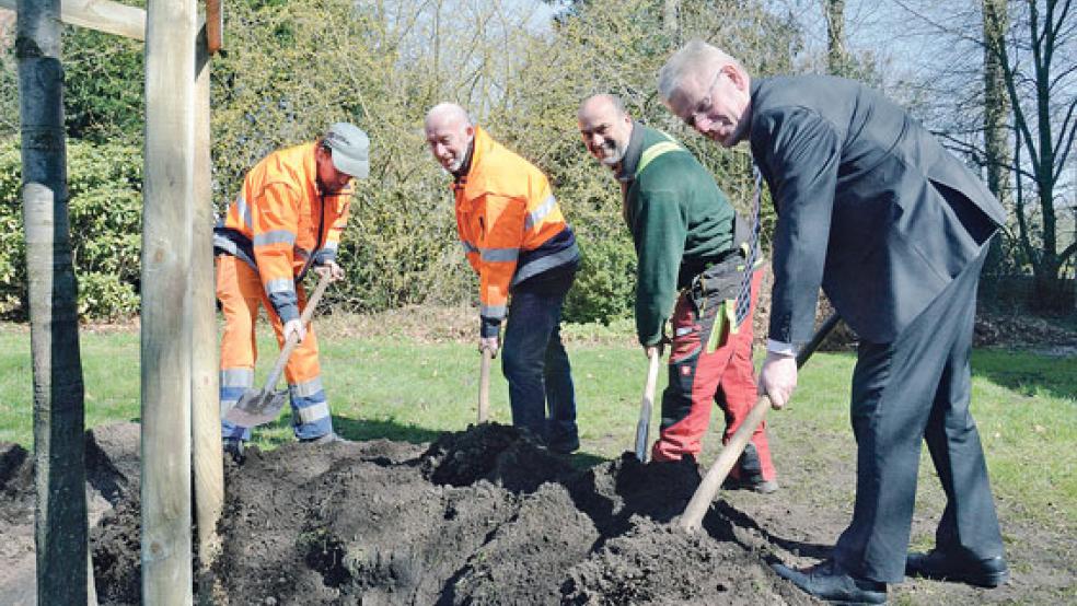 Gemeinsam mit Matthias Bosma, Gerd Rops und Ingo Dirks vom städtischen Bauhof schüttete Weeners Bürgermeister Ludwig Sonnenberg (von links) gestern die Grube zu, in der die Esskastanie ihren Platz fand. © Foto: Muising