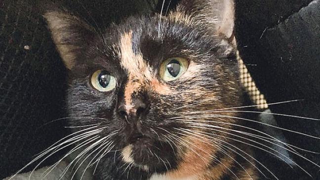 »Toffee« hofft auf etwas Glück