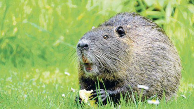 Nutria-Alarm im Landkreis Leer