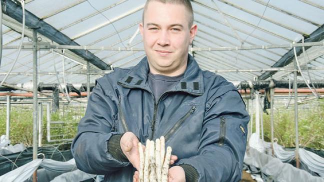 Angestochen: Spargel gibt Gas unter Glas