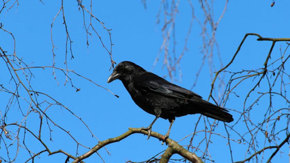 Saatkrähen haben im Stapelmoorer Park ihre Heimat. © Symbolfoto: Pixabay
