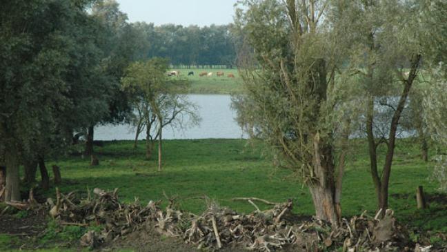 Veränderter Polder deutlich kleiner