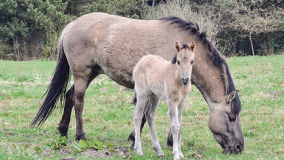 Das erste von drei Fohlen tapst bereits durch den Hessepark. Um die Herde nicht zu stören, werden Besucher gebeten, die Ruhezone zu beachten. © Fotos: Muising