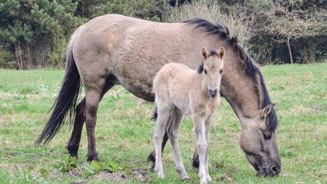 Nachwuchs im Hessepark