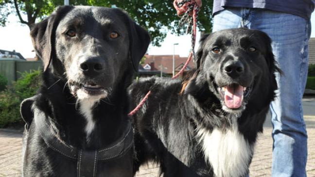 Keine Leinenpflicht für Hunde geplant