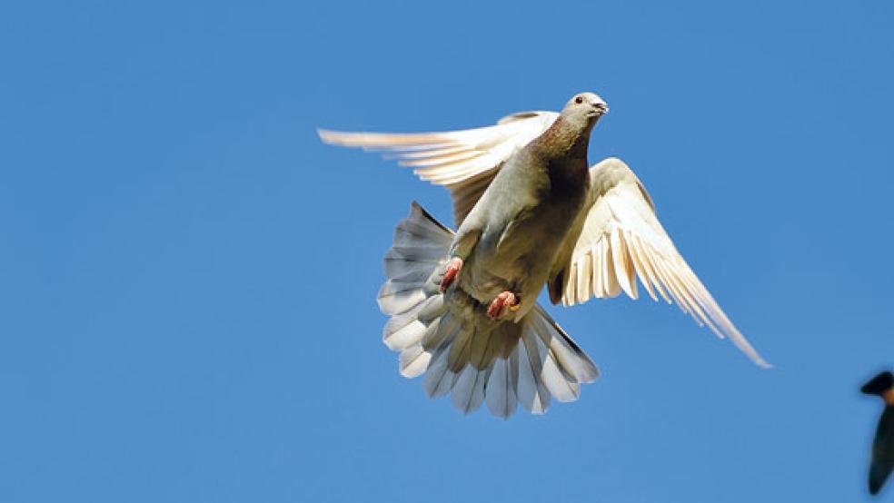 Brieftauben ganz nah: Auch diese Möglichkeit haben Interessierte am »Tag der Brieftaube« am Sonntag. © Foto: privat