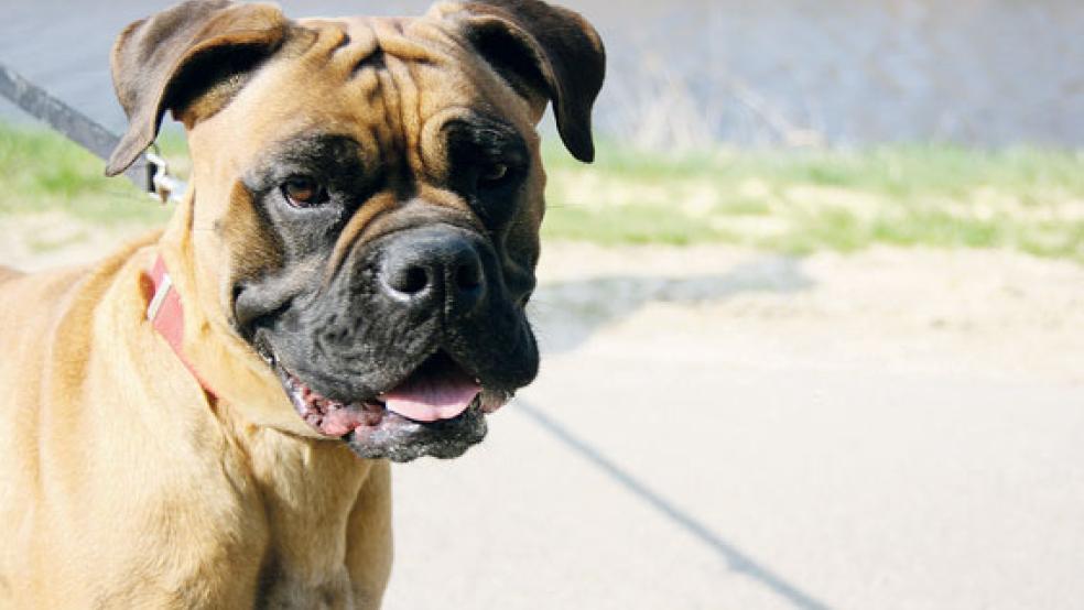 Mayla sucht ein neues zuhause. © Foto: Tierschutz