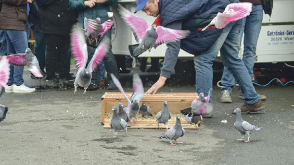 Think Pink! Am Nachmittag gab es ein kleines Schaufliegen von Brieftauben mit pink eingefärbten Flügeln. © Foto: Himstedt