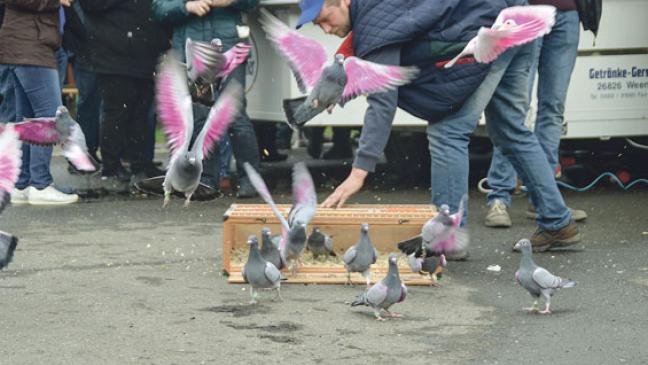 In 42 Minuten von Lingen nach Weener