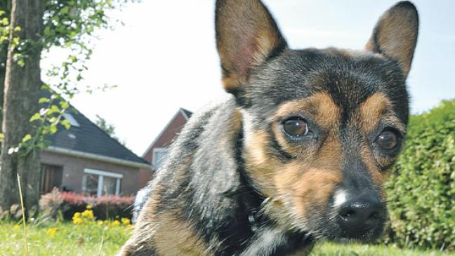 Hunde-Freunde  lassen nicht locker