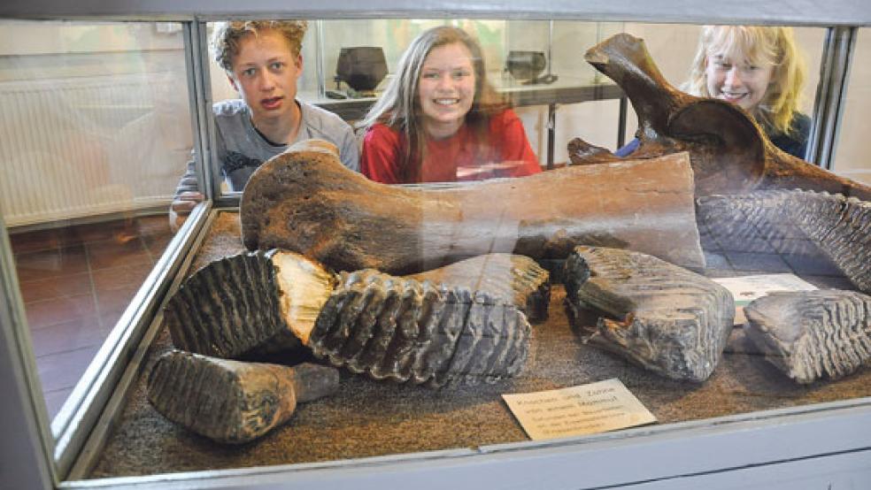 Sytse, Katrien und Froukje (von links) bestaunten im Heimatmuseum die Knochenfunde des Mammuts.  © Foto: Boelmann