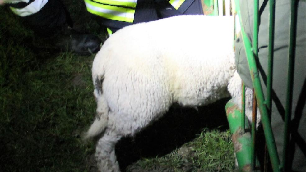 In misslicher Lage: Dieses Schaflamm steckte in einem Gatter mit dem Kopf fest. © Foto: Feuerwehr (Rand)