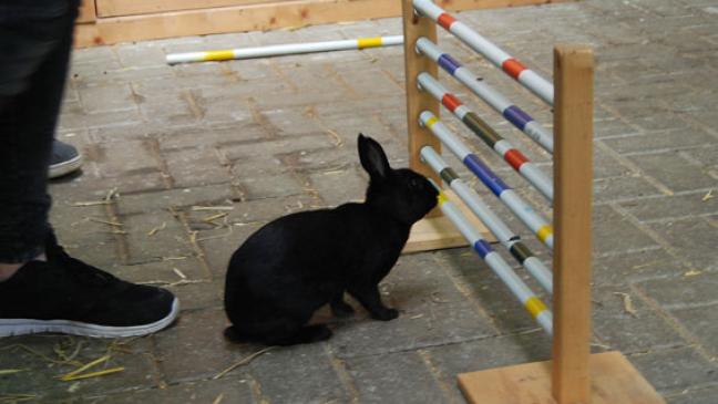 Wenn Zwergwidder ganz hoch springen