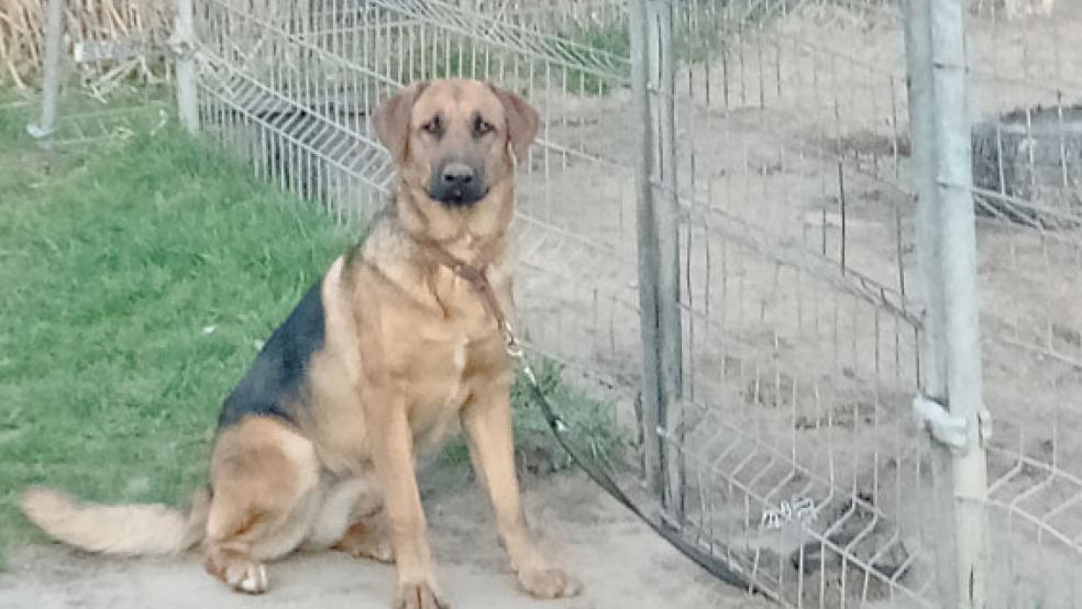 Liebevoll und lernwillig: Hundedame »SuSu«. © Foto: privat