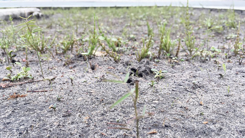 In der Gemeinde Jemgum sollen neue Blumenwiesen entstehen. Hintergrund für das Vorhaben ist das massive Insekten­sterben. In Weener wird bereits ein Saat-Test mit Wildblumen durchgeführt (unser Bild). © Foto: Boelmann