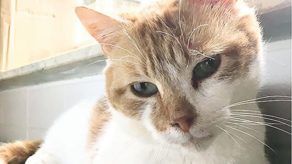 Kater »Johnny« sucht ein ruhiges Zuhause. © Foto: Tierschutz