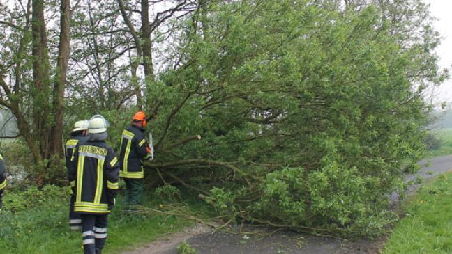 Zwei Bäume in Diele mit der Motorsäge zerlegt