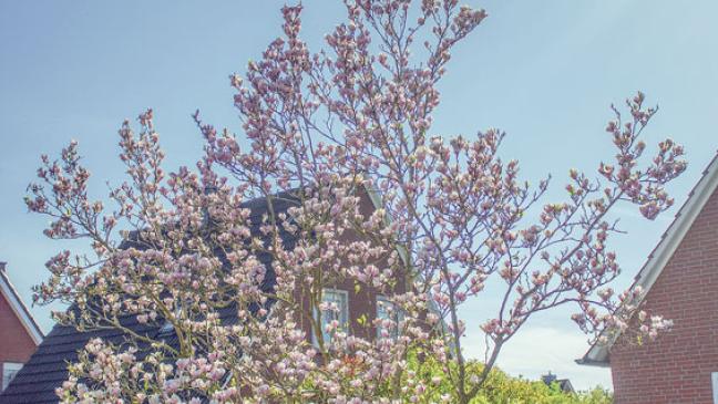 Sehnsucht nach dem Frühling