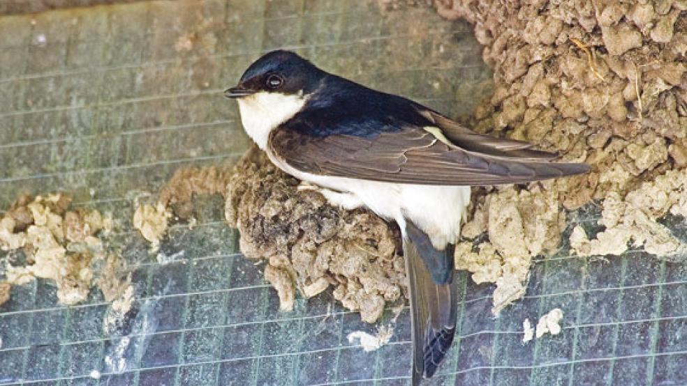 Mehlschwalben bauen ihre Nester auch in der Nähe von Menschen, beispielsweise an Hausfassaden. © Foto: Nabu Ostfreisland