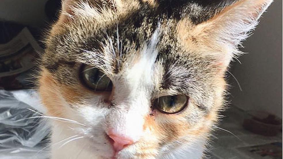 »Fee« fühlt sich ohne Artgenossen am wohlsten. © Foto: Tierschutz Rheiderland