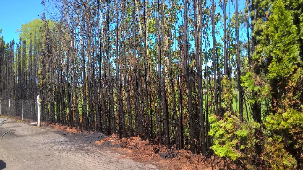 Die Hecke brannte auf mehreren Metern komplett ab. © Rand (Feuerwehr)