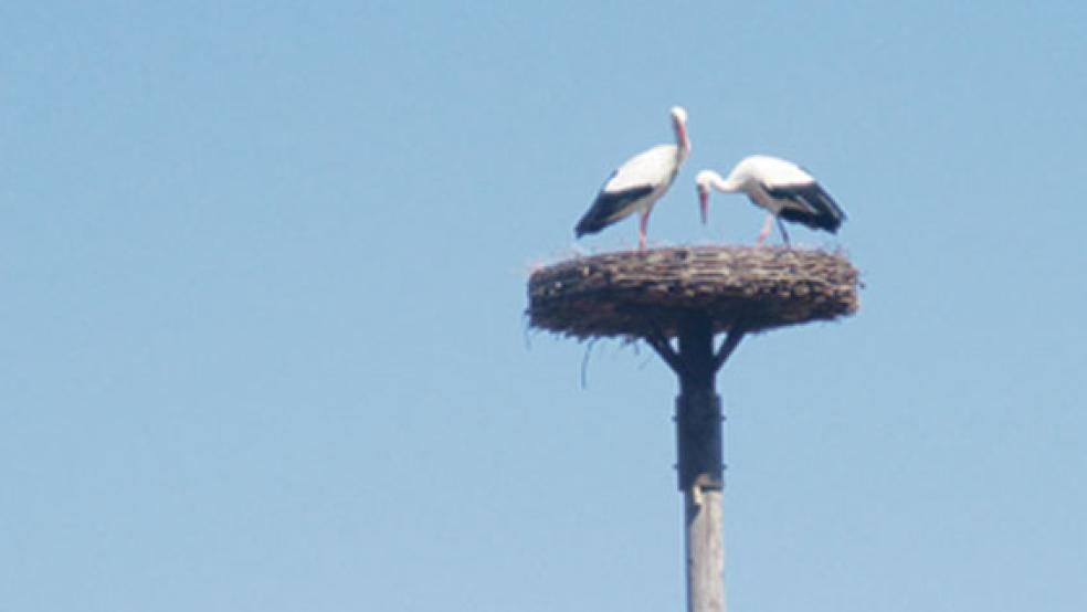 Im Nest auf dem Hof von Heinz-Peter und Kristina Halfwassen in Bingumgaste hat sich vor drei Tagen ein Storchenpärchen zusammengetan. Ein dritter Storch hatte ebenfalls Ansprüche erhoben, zog sich dann aber zurück. © Foto: privat