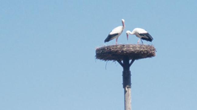 Zwei neue  Storchenpaare  im Rheiderland