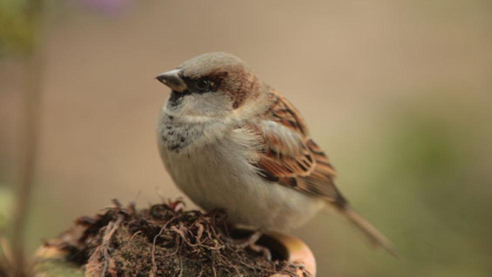 Der Haussperling liegt bei der »Stunde der Gartenvögel« aktuell auf dem ersten Platz.  © Foto: Nabu