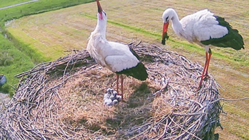 Welch eine Wonne: Im Nest auf dem Gelände des Sägewerks Hesse in Weener-Buschfeld sind in den vergangenen Tagen insgesamt fünf Storchenküken geschlüpft. © Foto: Hesse