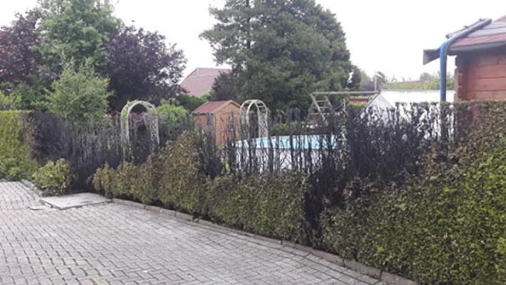 Diese Hecke wurde in Brand gesetzt, als mit einem Abflammgerät Unkraut beseitigt werdnen sollte. © Foto: Feuerwehr