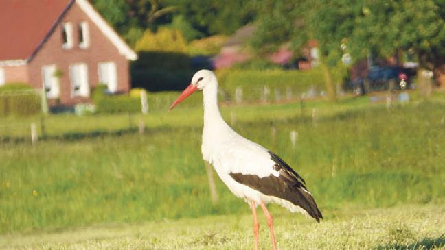 Storch stolziert über frischgemähtes Feld