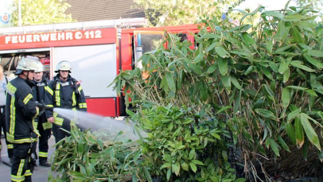 Blumenbeet brannte in Weener