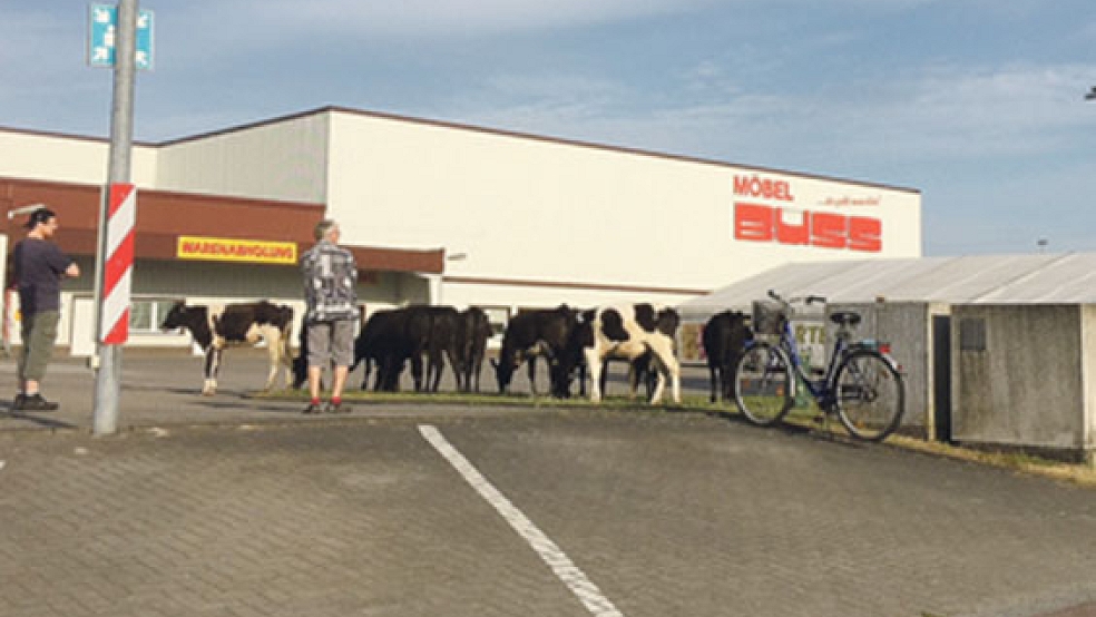 Ausgebüxte Kühe haben heute Morgen dem Möbelhaus »Buss« in Wiesmoor einen Besuch abgestattet. © Foto: Polizei