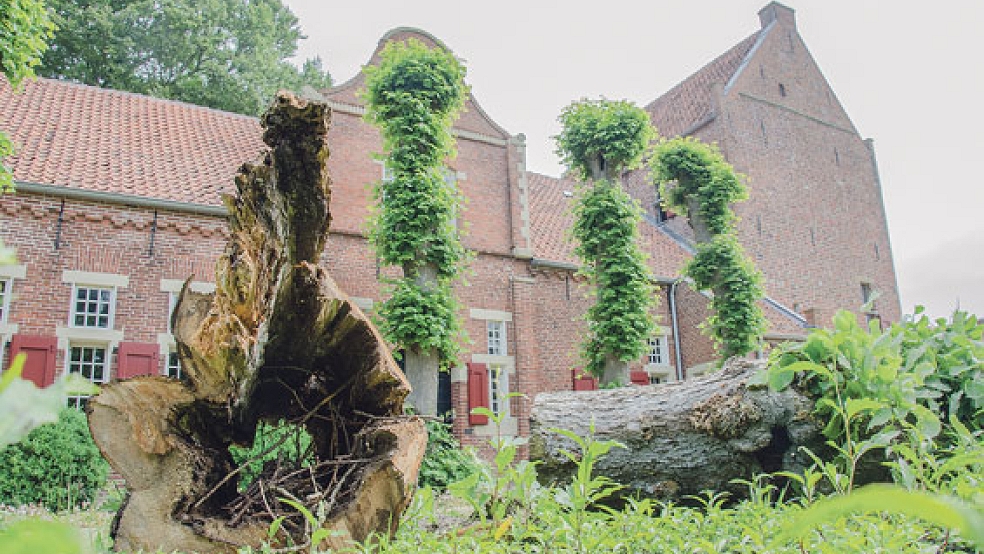 Kopflinden »kopfüber«: Ein Blick ins Innenleben der Lindenstämme zeigt, wie marode die Bäume vor dem Steinhaus sind. © Foto: Hanken