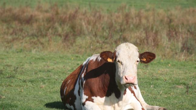 Kein Rinderherpes mehr nachgewiesen