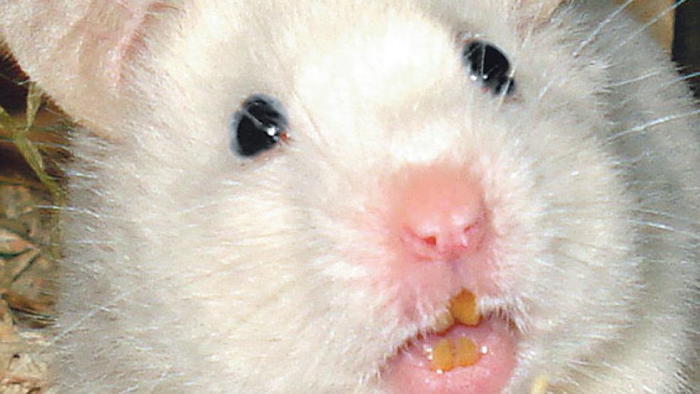 Dieser Goldhamster sucht ein neues Zuhause.  © Foto: Tierschutz