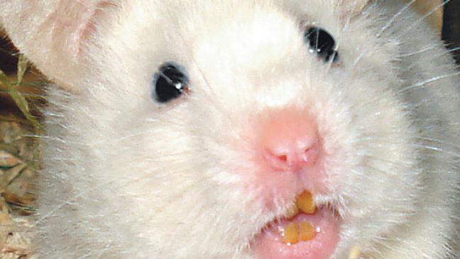 Ein nachtaktives Kerlchen