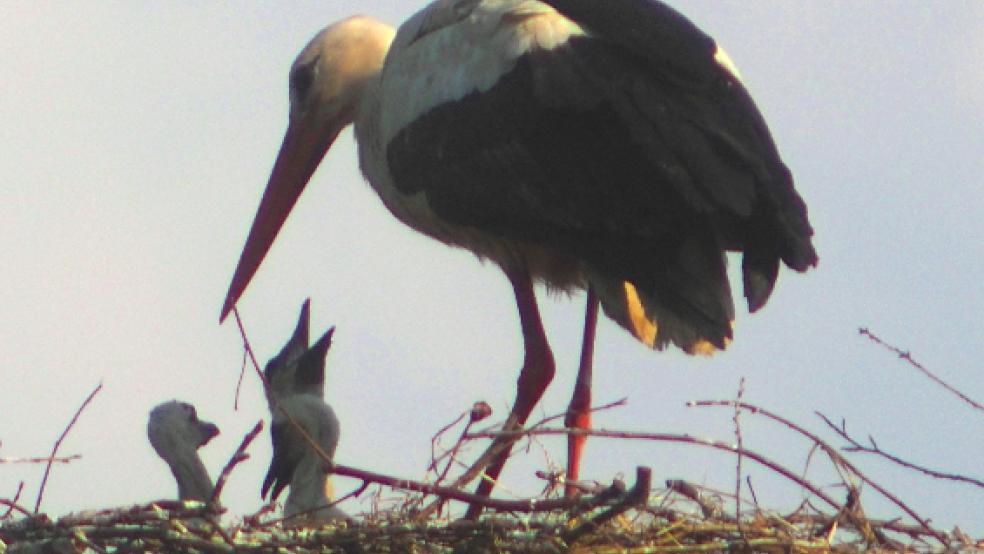 Mahlzeit: Der Nachwuchs reckt gierig die Hälse, um sich füttern zu lassen. © privat