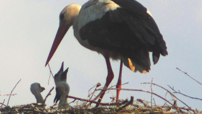 Drillinge bei Heinz und Hilde