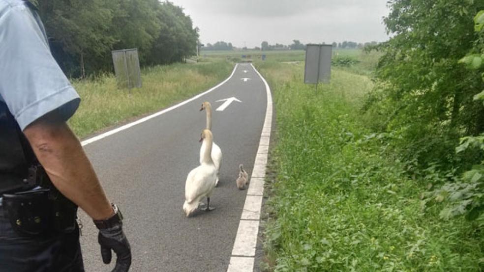 Schwanenfamilie im Gänsemarsch. Die Bundespolizei eskortierte die orientierungslose Vogelfamilie in Sicherheit. © Foto: Bundespolizei