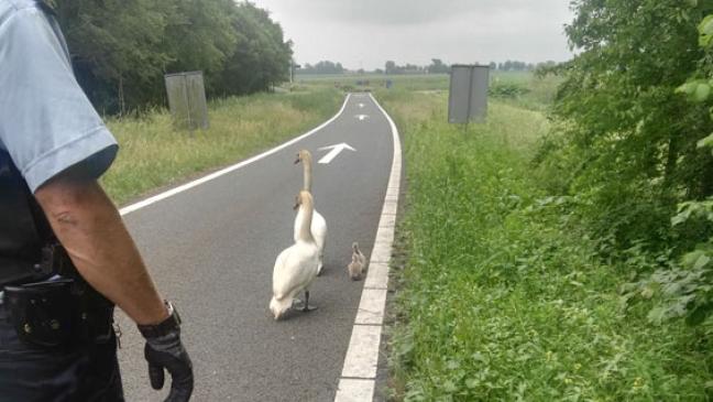 Schwanenfamilie verirrte sich auf A7