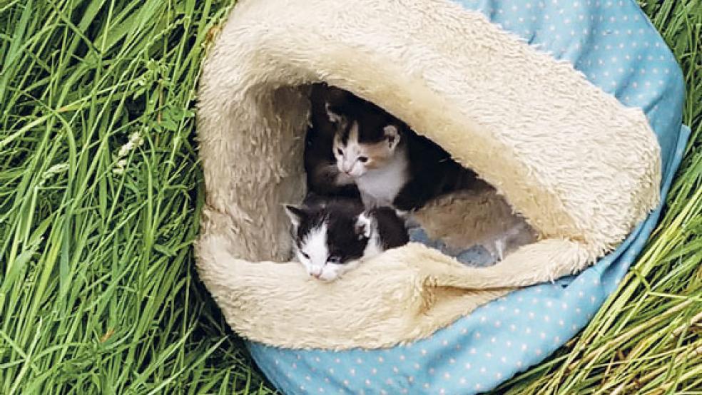 Drei Katzenjunge und ihre Mutter wurden in der Nähe des Erlensees im Stapelmoorer Hammrich »entsorgt«. © <br>Foto: ASV Rheiderland