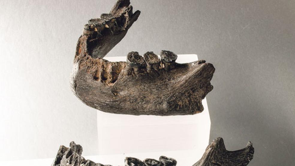 Archäologen wollen jetzt mit aufwändiger Methode das Alter des Knochenfundes bestimmen lassen. © Foto: privat